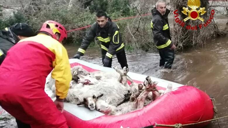 Pecore salvate dai vigili del fuoco Bosa gennaio 2023