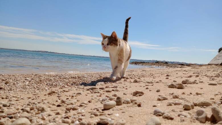 Gatti di Su Pallosu - Milena in spiaggia