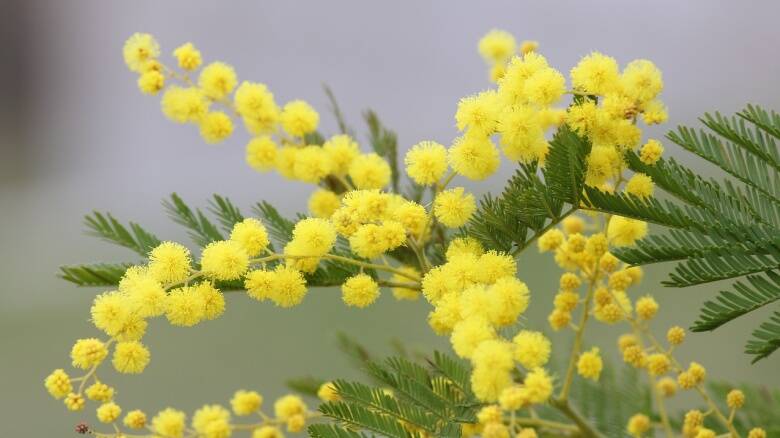 Mimose - 8 marzo - Giornata Donna