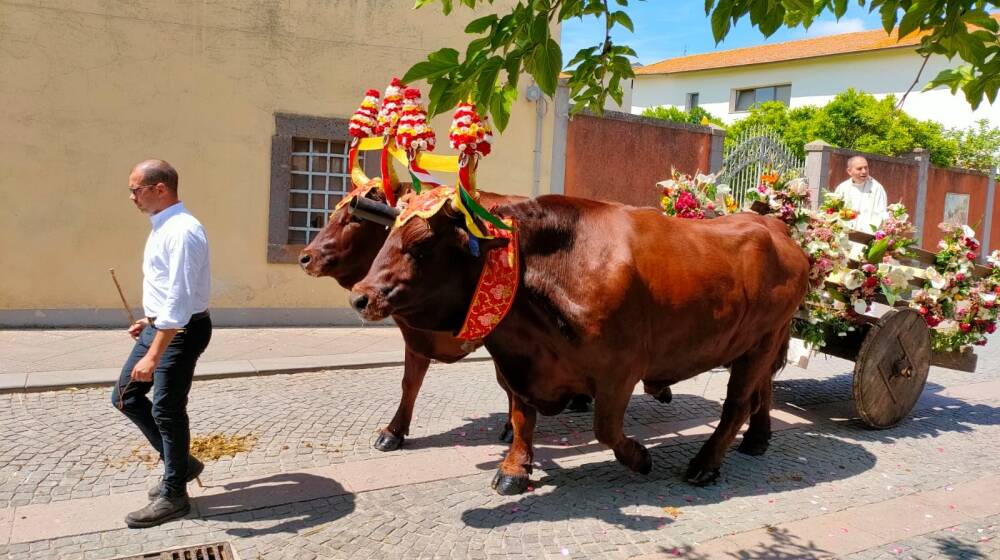 A Sedilo la festa di Sant'isidoro con la prima uscita delle "pandelas" 