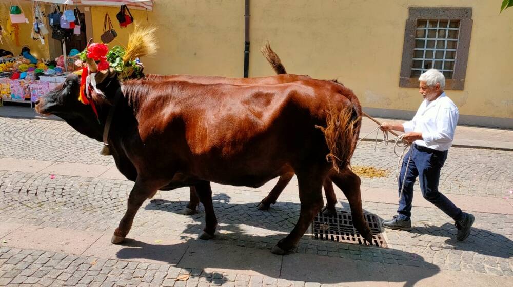 A Sedilo la festa di Sant'isidoro con la prima uscita delle "pandelas" 