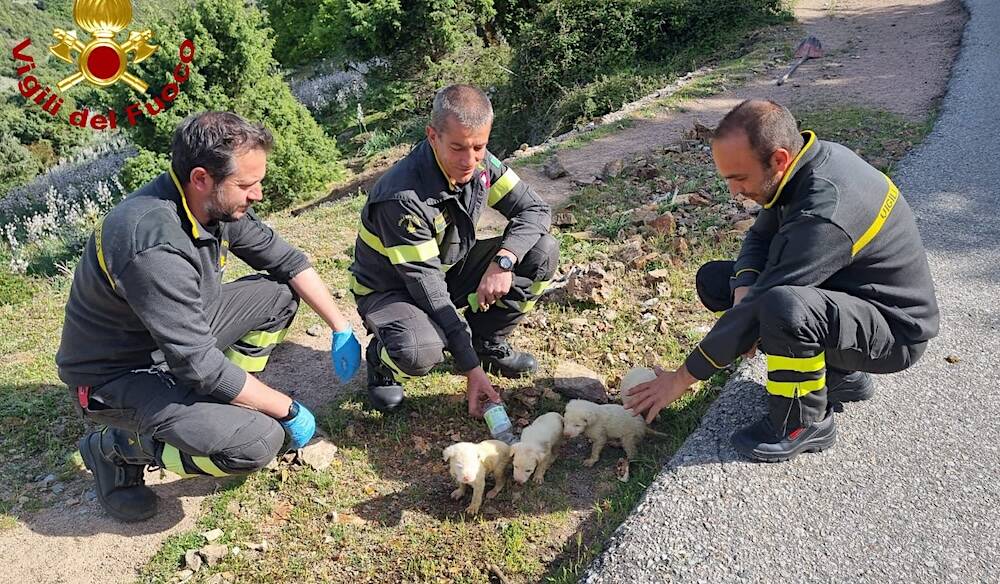 Cucciolo cani vigili del fuoco Villagrande Strisaili