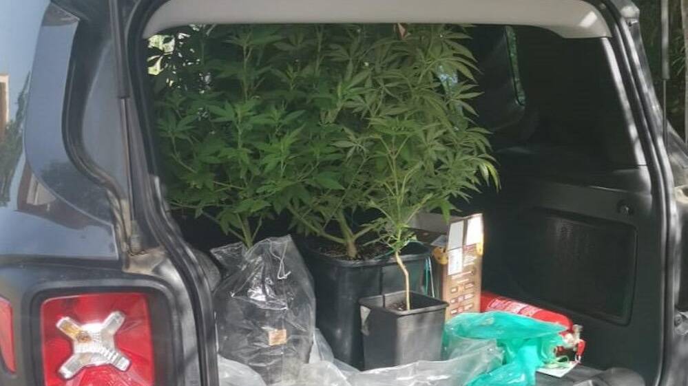 carabinieri droga cannabis cabras