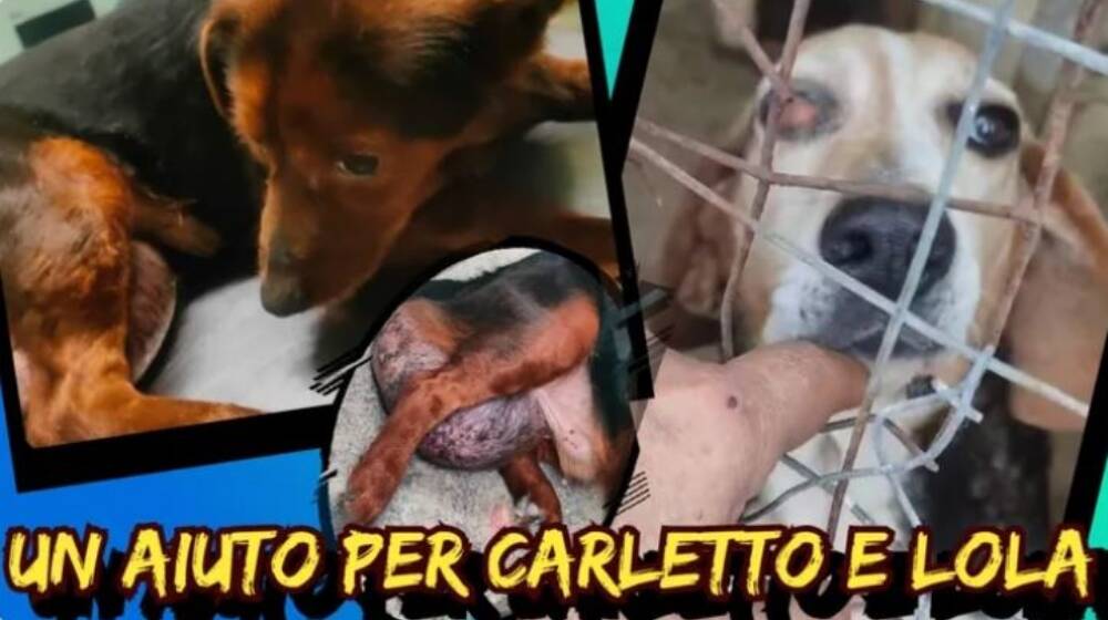 Carletto e Lola - Cani rifugia Iaia