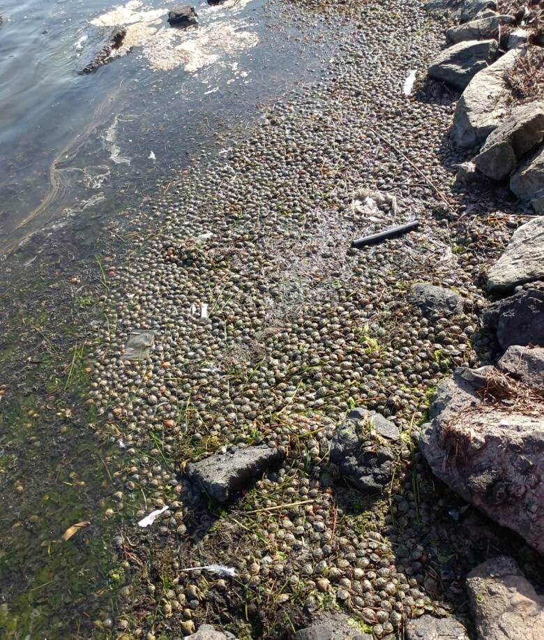 Moria pescato stagno San Giovanni - Marceddì