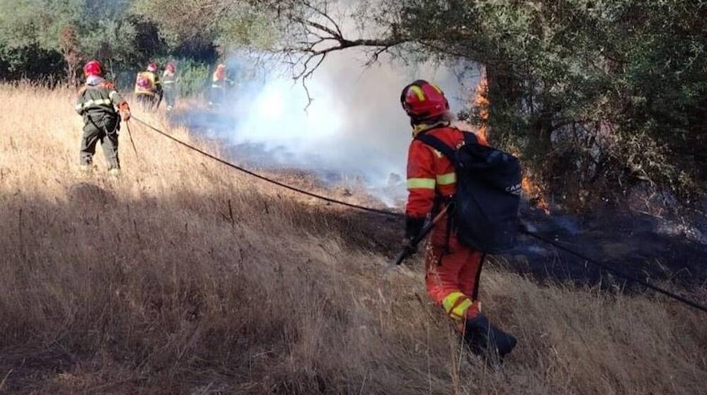 forestale incendio alberi 