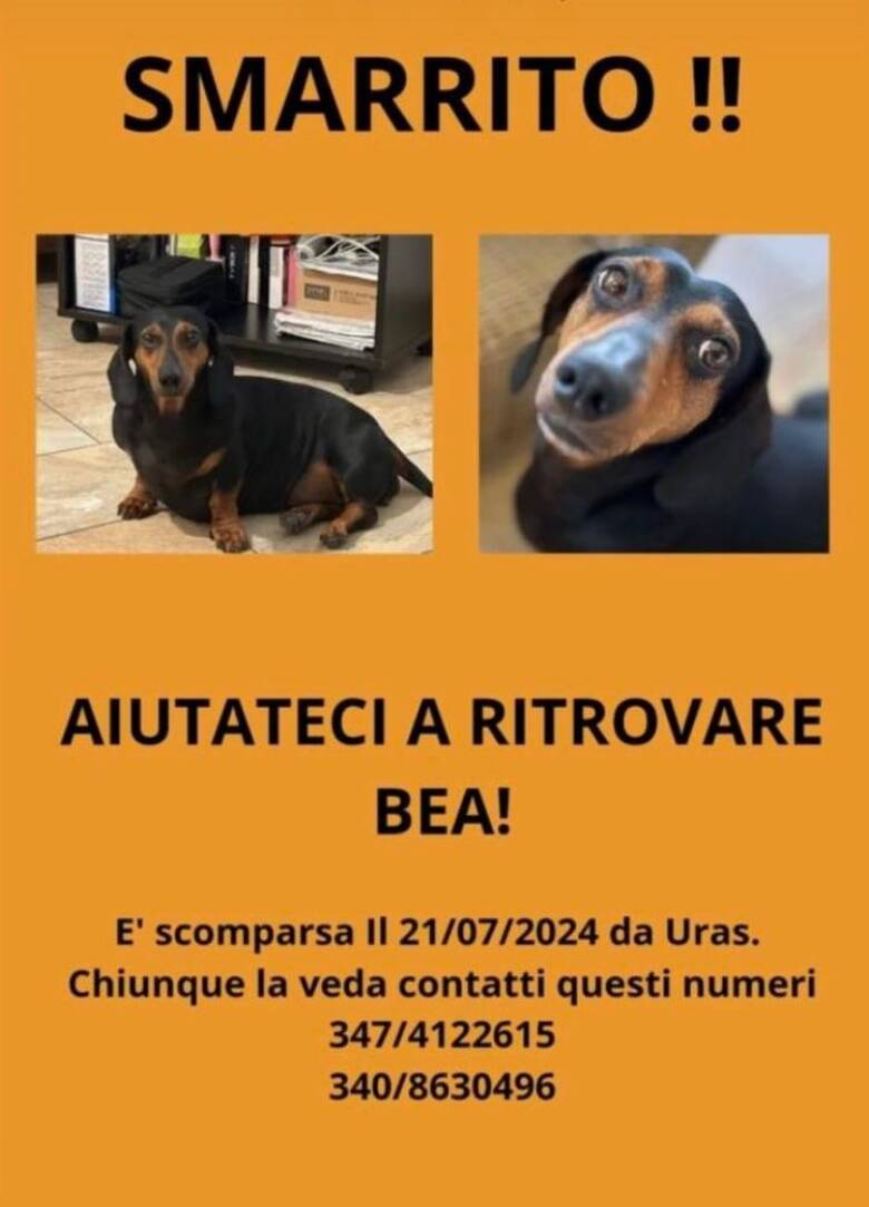 Bea cagnolina smarrita Uras