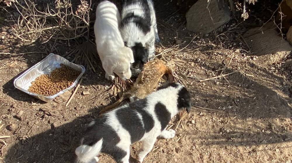 Mari Ermi cuccioli di cane con lepre