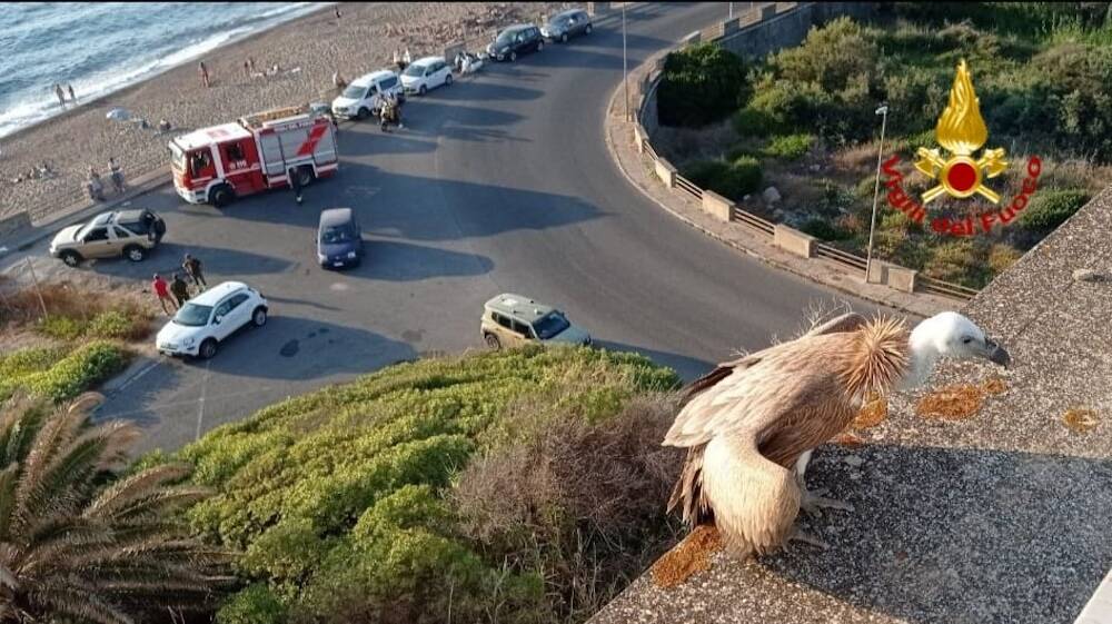 Bosa grifone salvataggio vigili del fuoco hotel turas