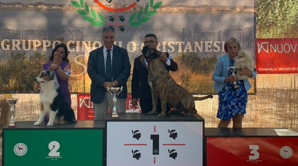 A Santa Giusta i cani più belli con l’esposizione internazionale della Sardegna