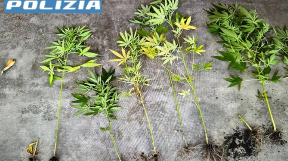 Alcune piantine di cannabis sequestrate a Tempio Pausania