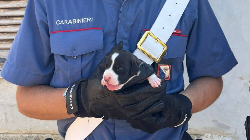 Cane salvato - Carabinieri 