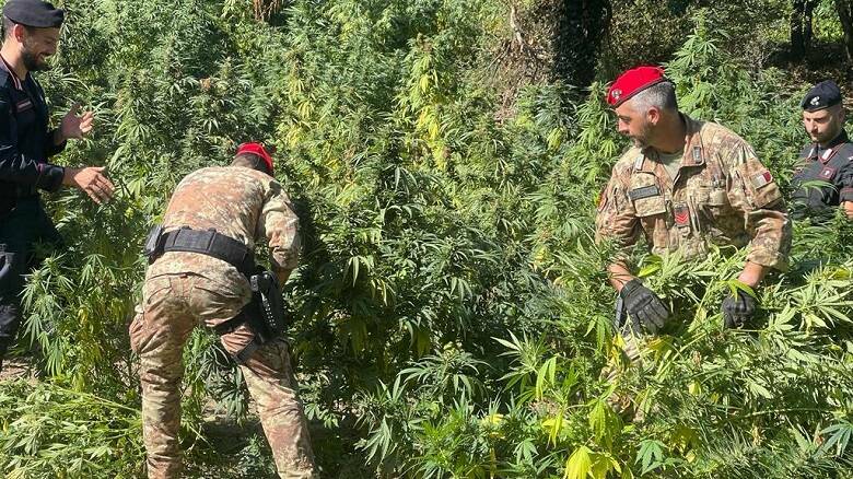 arborea cannabis piantagione carabinieri droga