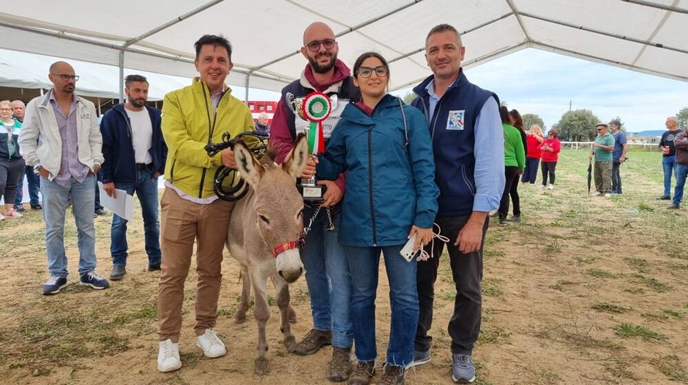 Musetto, l'asino di razza sarda vincitore della mostra. L'animale è di proprietà Matteo Pilleri di San Vito