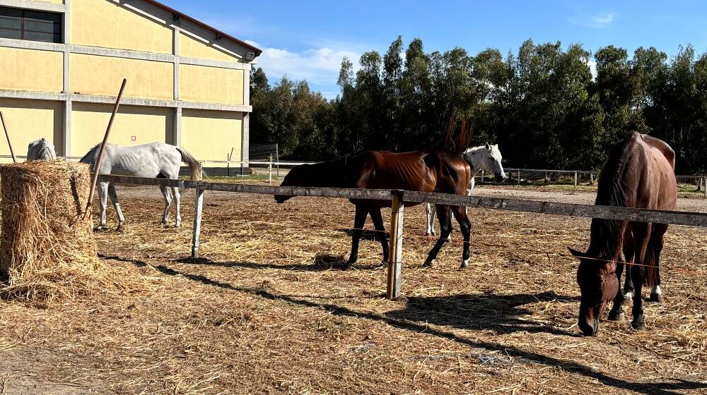 Presentazione del Sardegna Endurance Festival ad Arborea